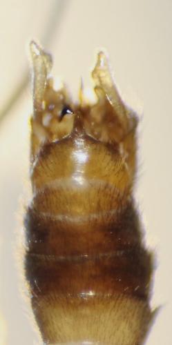 Tipula yerburyi